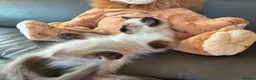 Ragdoll cats for sale: GCCF Ragdoll Kittens in Chichester - Advert 2