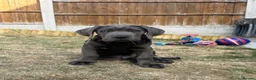 Cane Corso dogs for sale: Beautiful male 12 week old Cane Corso - Advert 7