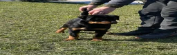 Rottweiler dogs for sale: Top German Rottweiler - Advert 13