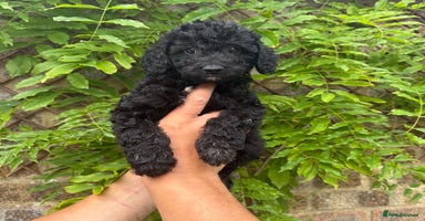 Cavapoo dogs in Southampton - Advert 1