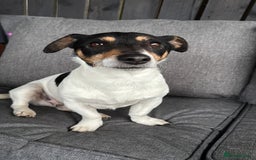 Mixed Breed dogs for sale: Mini dash x min jack russell - Image 7