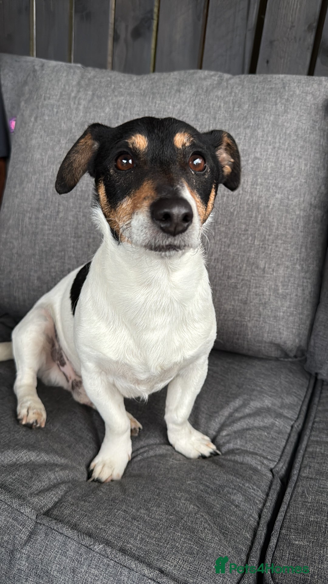 Mixed Breed dogs for sale: Mini dash x min jack russell - Image 7