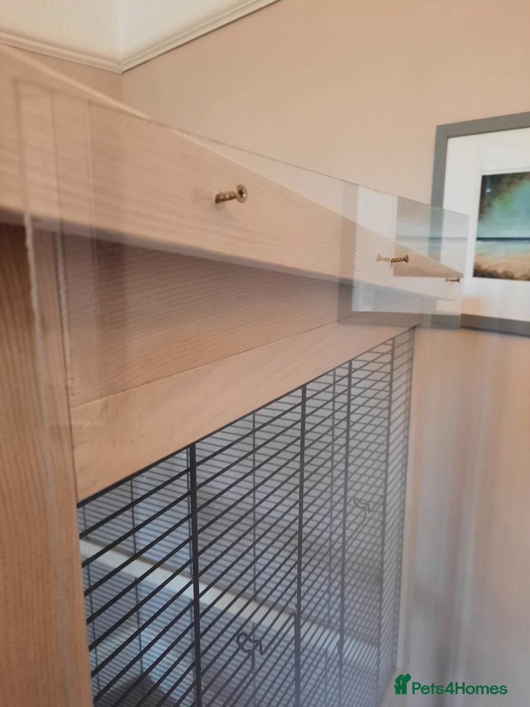 Finches birds for sale: Bird cage & accessories  - Image 3