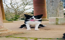 Border Collie dogs for sale: Border Collie Pups Merle, Tri-colour & Blk/wht - Image 33