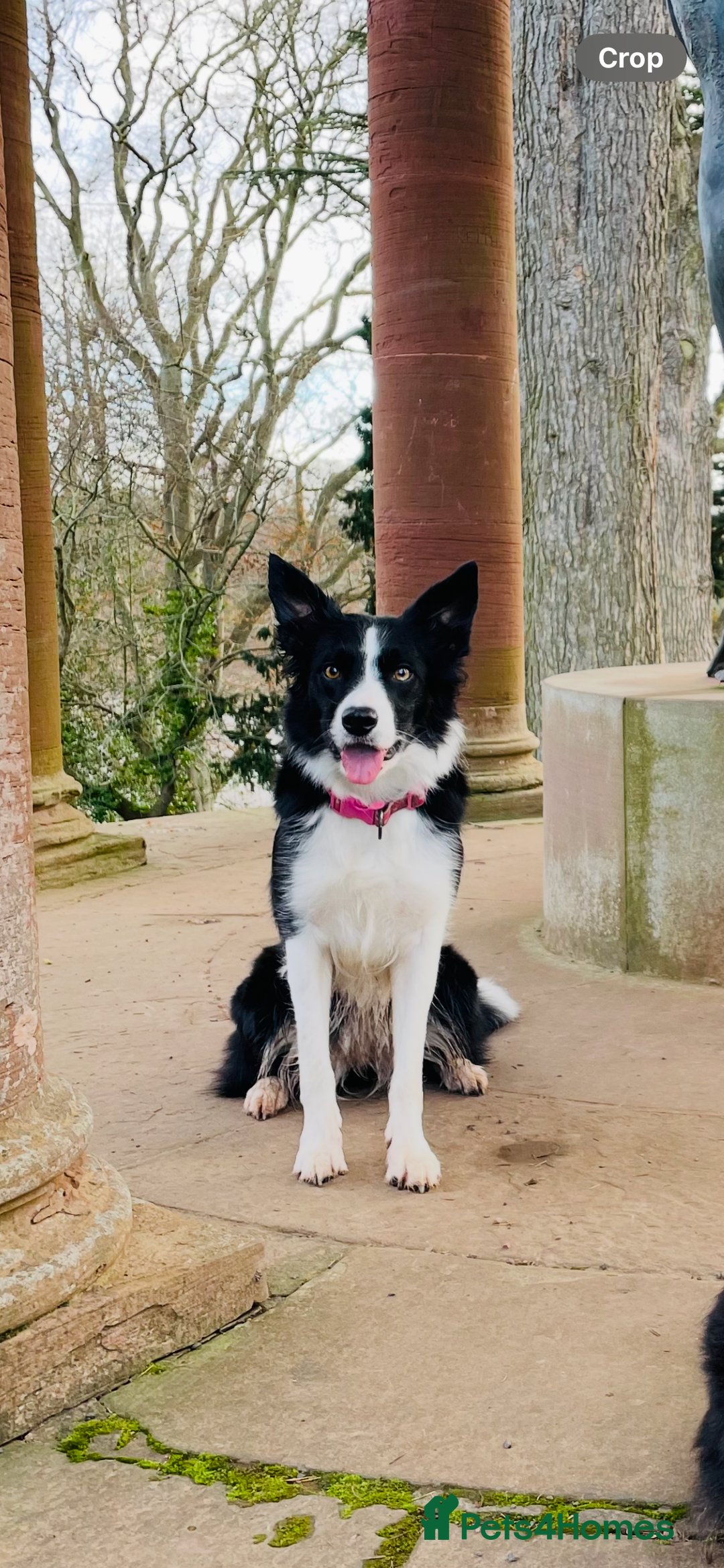 Border Collie dogs for sale: Border Collie Pups Merle, Tri-colour & Blk/wht - Image 33