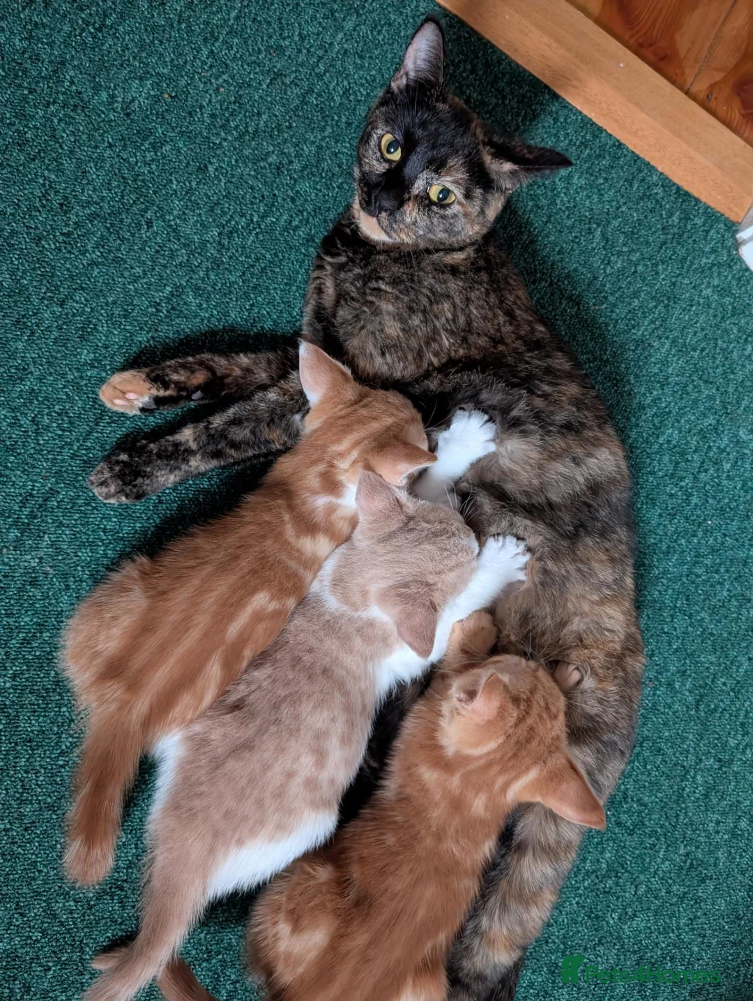Domestic Shorthair cats for sale: Lovely kittens short and longhair  - Advert 2