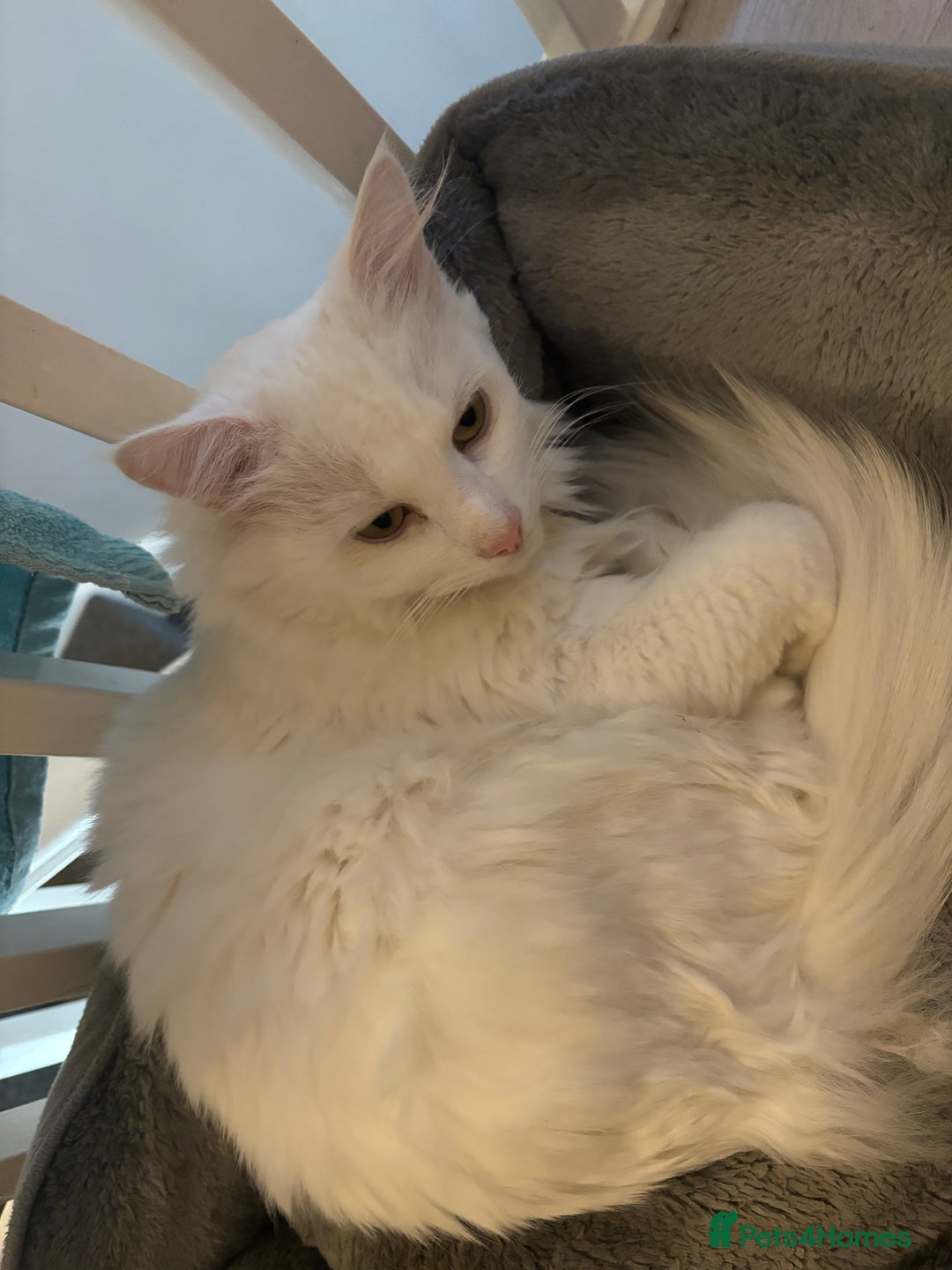 Turkish Angora cats for sale: Pure white Turkish Angora male for sale  - Image 2