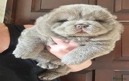 Chow Chow dogs for sale: Outstanding Baby Bears - Image 1