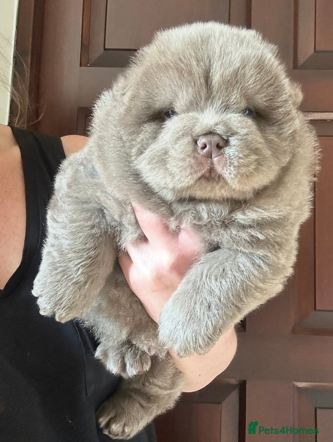 Chow Chow dogs for sale: Outstanding Baby Bears - Image 1