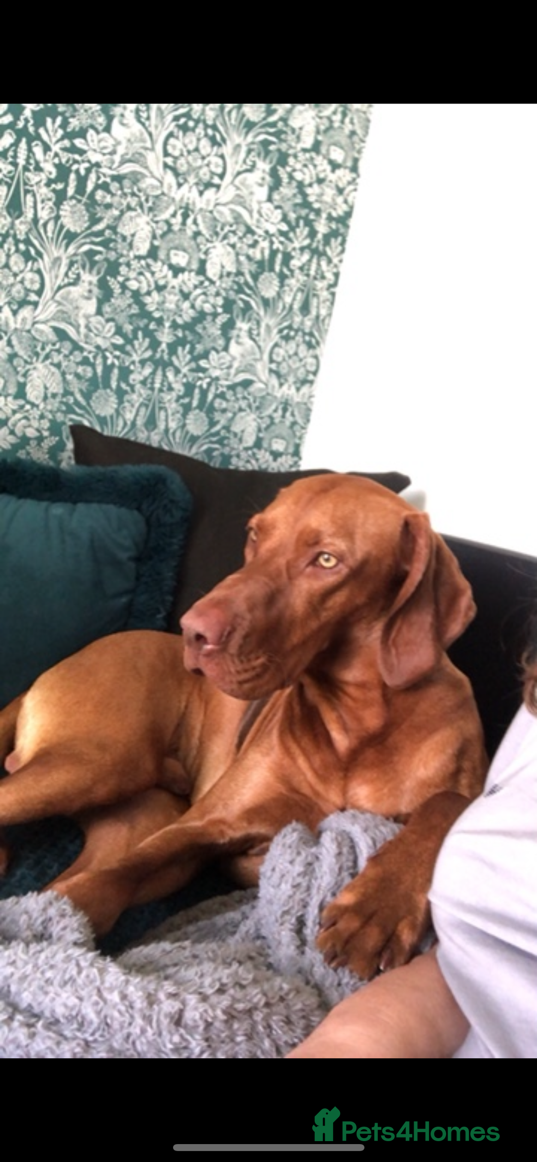 Hungarian Vizsla dogs for sale: Stunning 4 year old male Hungarian Vizsla  - Image 6