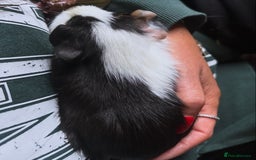 Guinea Pig rodents for sale: Peruvian and short haired sows for sale  - Image 11
