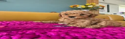 Poochon dogs for sale: Beautiful Poochon Puppies - Advert 13