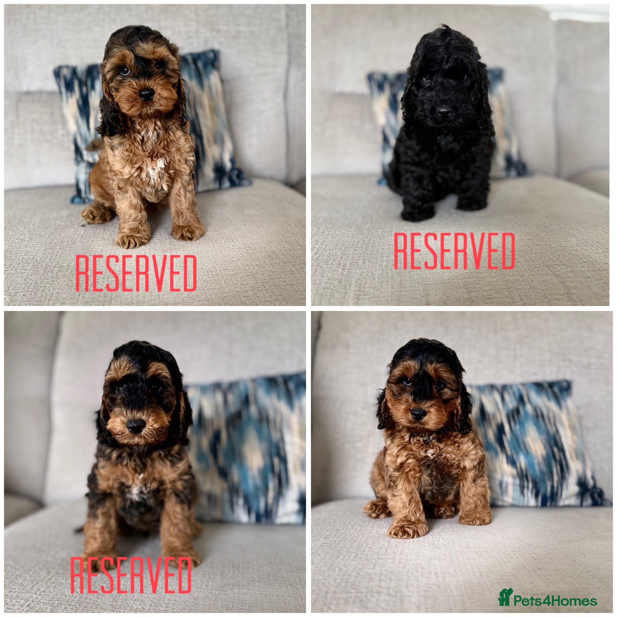 Cockapoo dogs F1 cockapoo puppies  - Advert 2