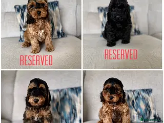 Cockapoo dogs F1 cockapoo puppies - Advert 2