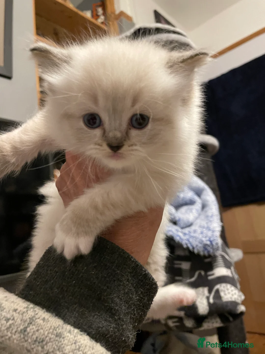 Ragdoll cats for stud: Lilac bi-colour Ragdoll boy for stud gccf & Tica in Colchester - Advert 24