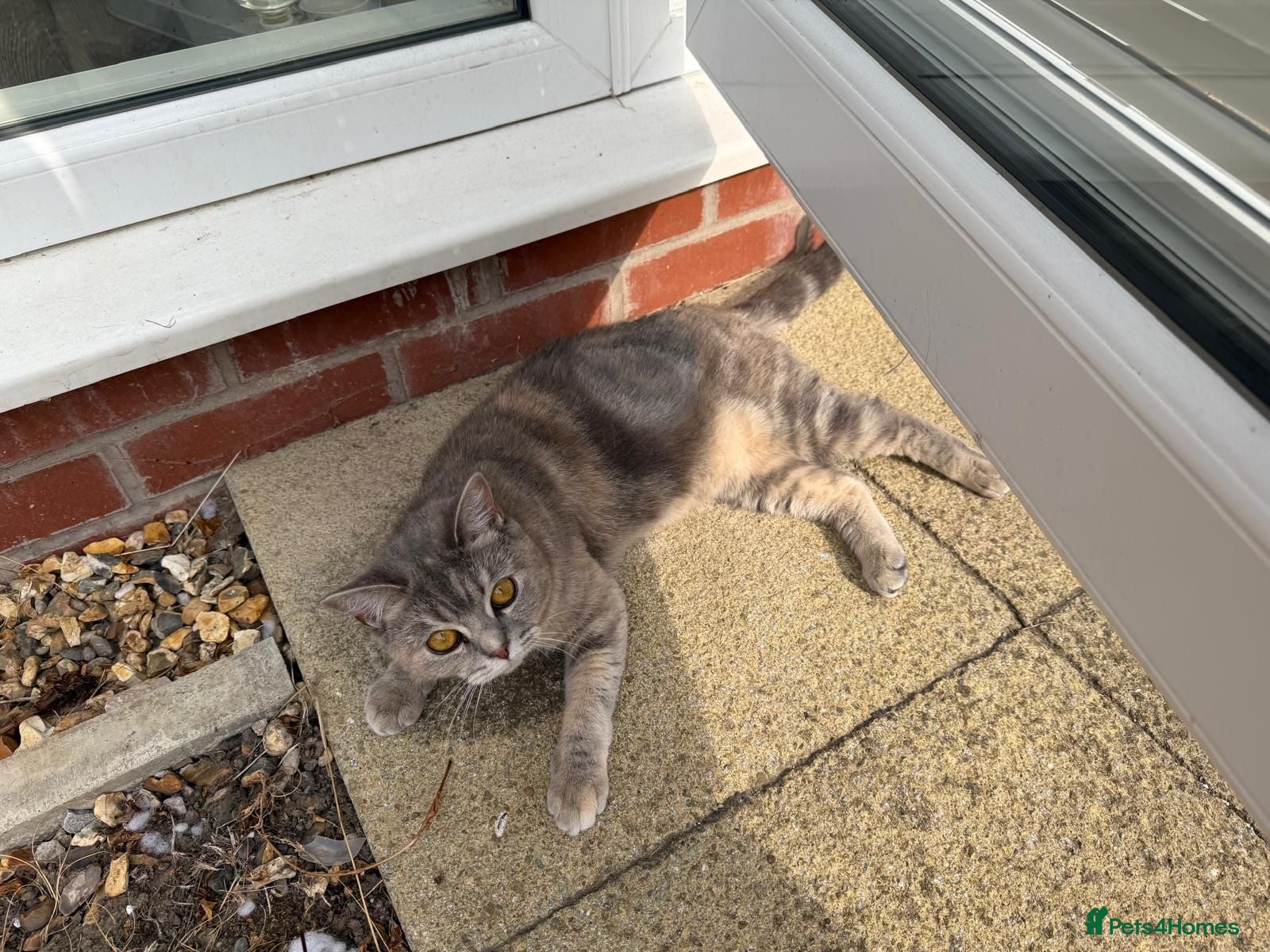 British Shorthair cats British Shorthair Female - Quick Sale - Advert 1