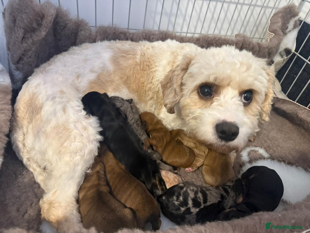 Mixed Breed dogs for sale: Cavapoo x Dachshund  - Advert 1