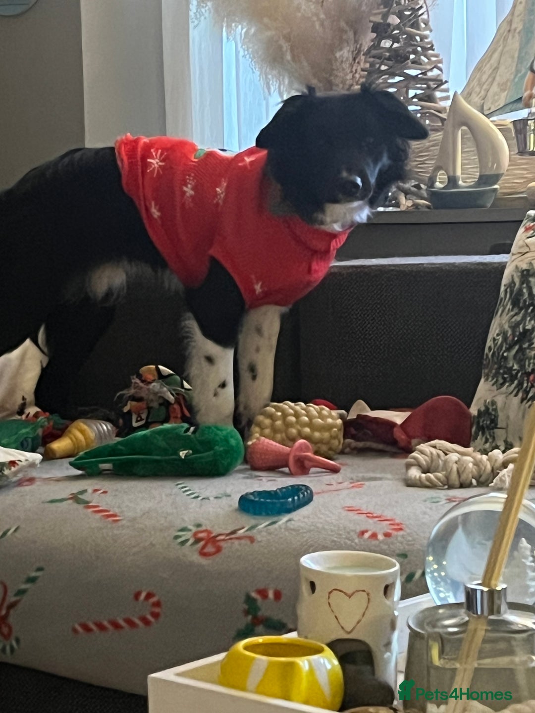 Border Collie dogs for sale: Glyn 8 months old border collie puppy  - Advert 2