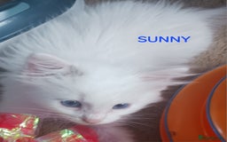 Ragdoll cats for sale: CUTE RAGDOLL KITTENS  - Image 4