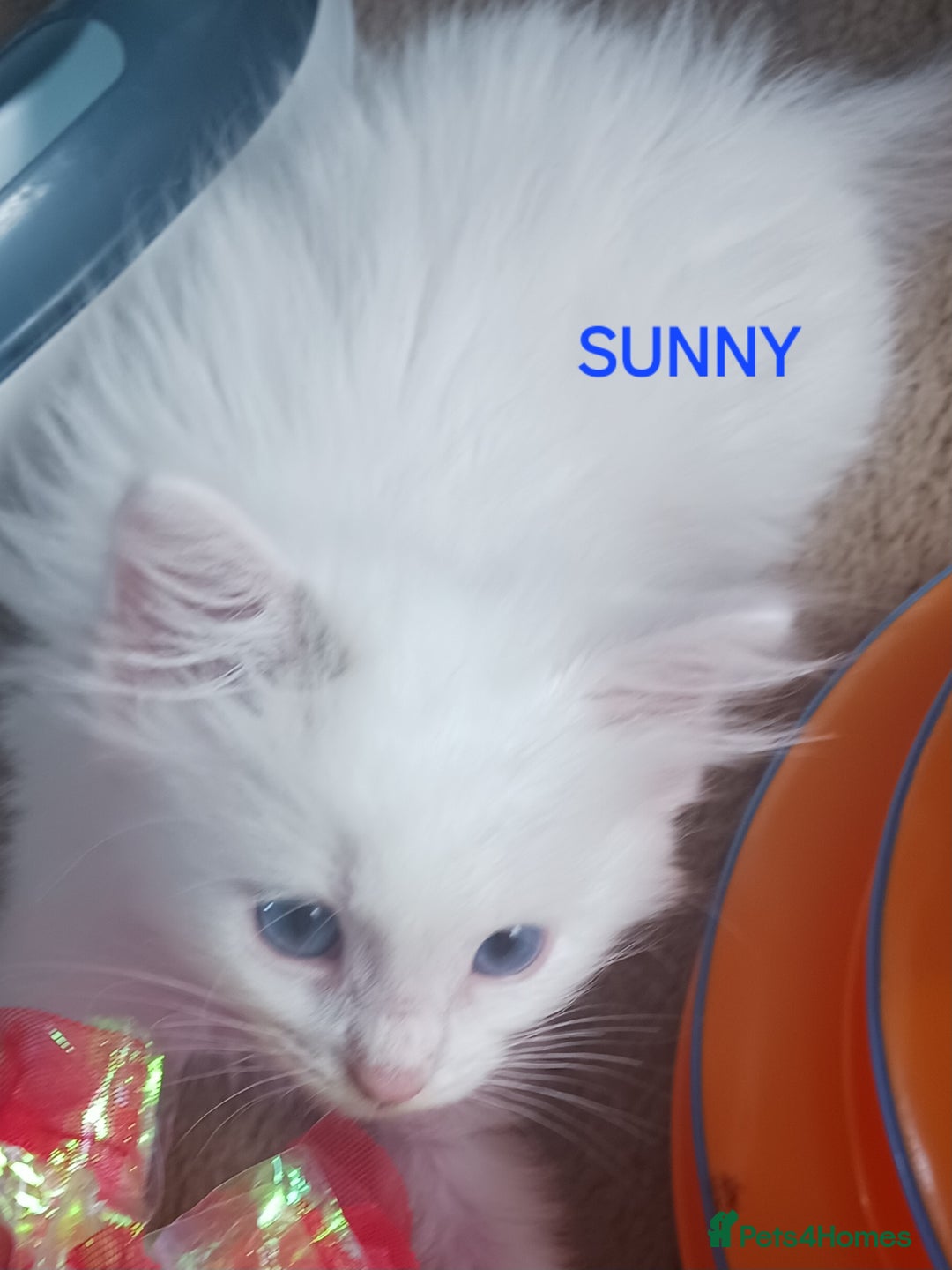 Ragdoll cats for sale: CUTE RAGDOLL KITTENS  - Image 4
