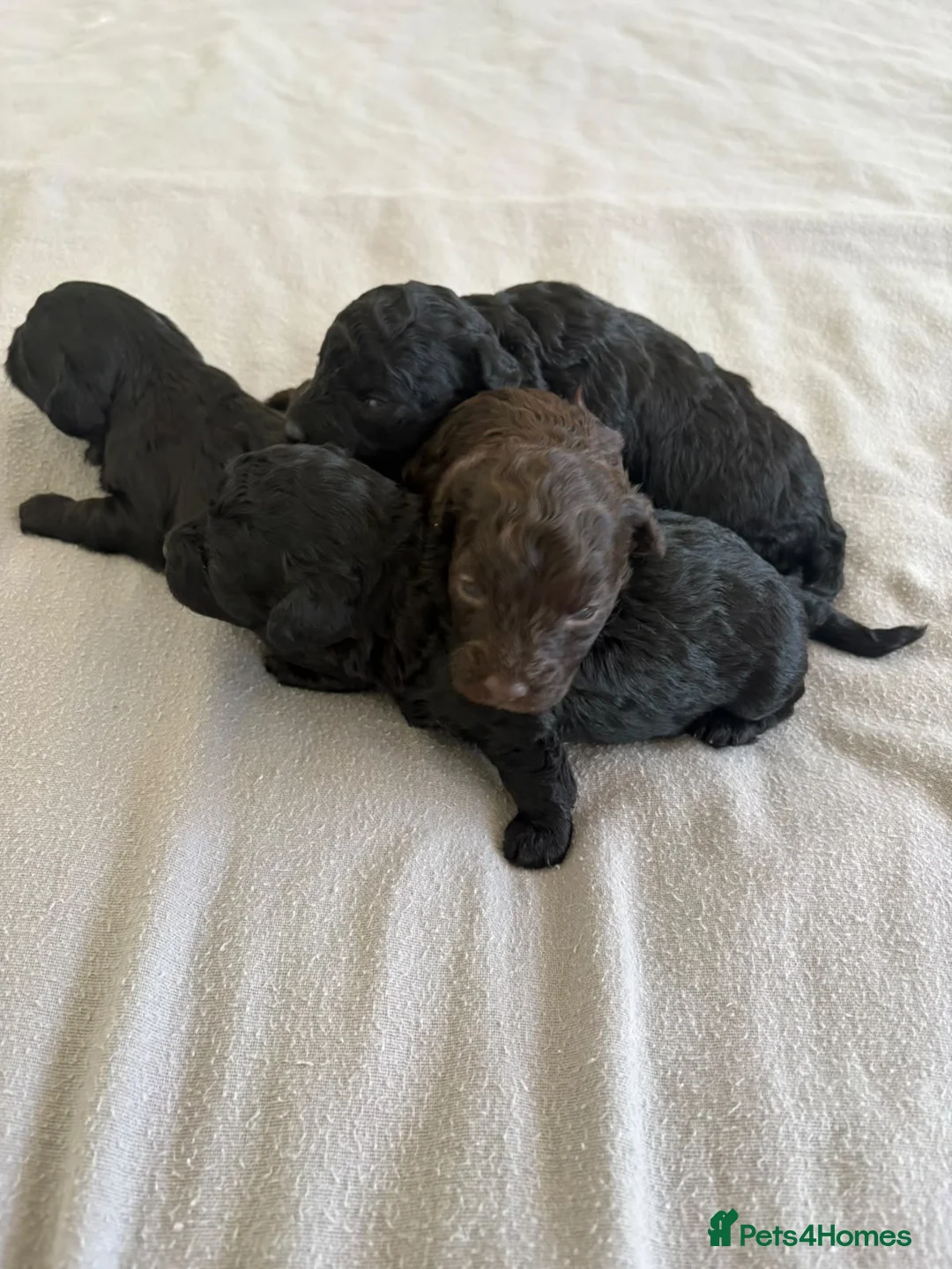 Maltipoo dogs for sale: Maltipoo puppies in Oxford - Advert 13