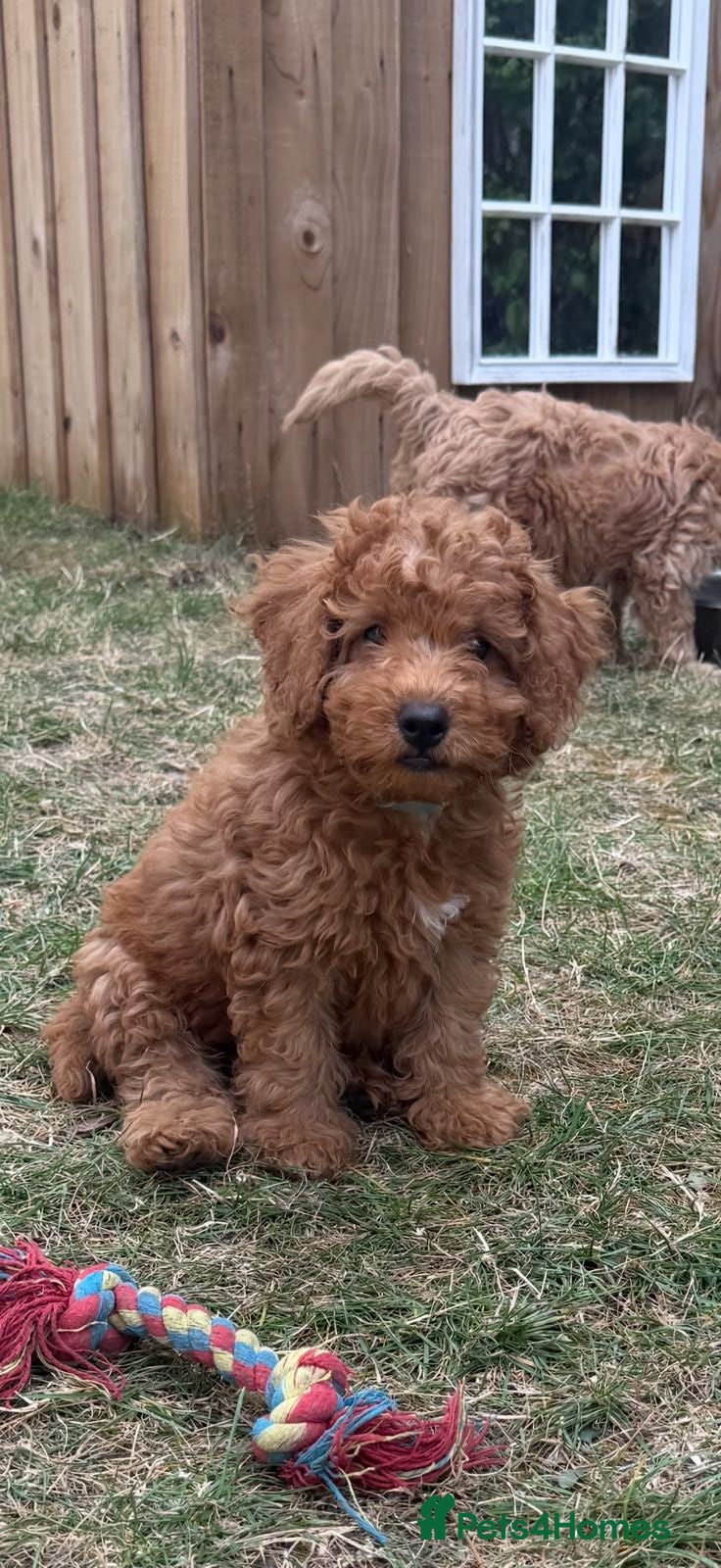 Cockapoo dogs Price reduced! ready to go - F1b Cockapoo Puppies - Advert 1