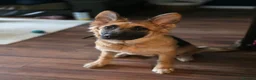 German Shepherd dogs for sale: Gorgeous Female German Shepherd Puppy  - Advert 2