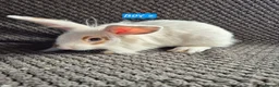 Mini Lion Lop rabbits for sale: Mini Lion Lop Bunnies - Advert 2