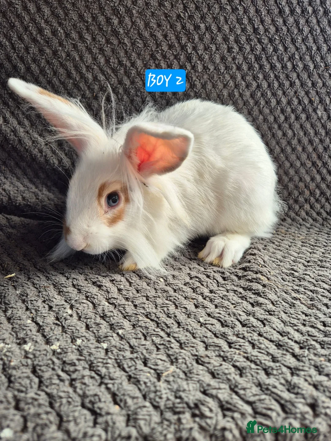 Mini Lion Lop rabbits for sale: Mini Lion Lop Bunnies - Advert 2