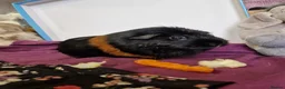 Guinea Pig rodents for sale: Smooth coat american for forever home - Advert 14