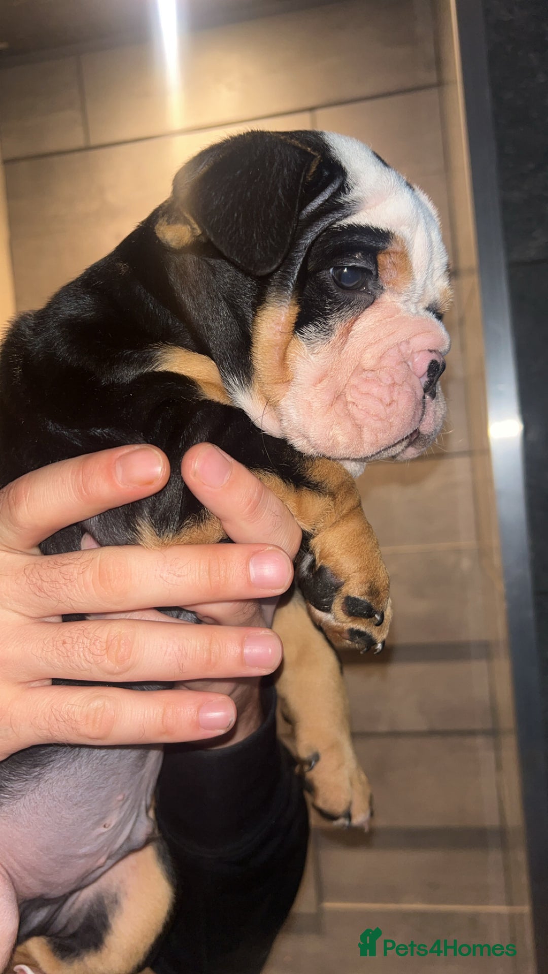 English Bulldog dogs for sale: English bulldog puppy for sale  - Advert 1