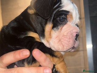 English Bulldog dogs English bulldog puppy for sale - Advert 1