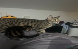 Bengal cats for sale: Bengal cross tabby girl kittens  - Advert 14