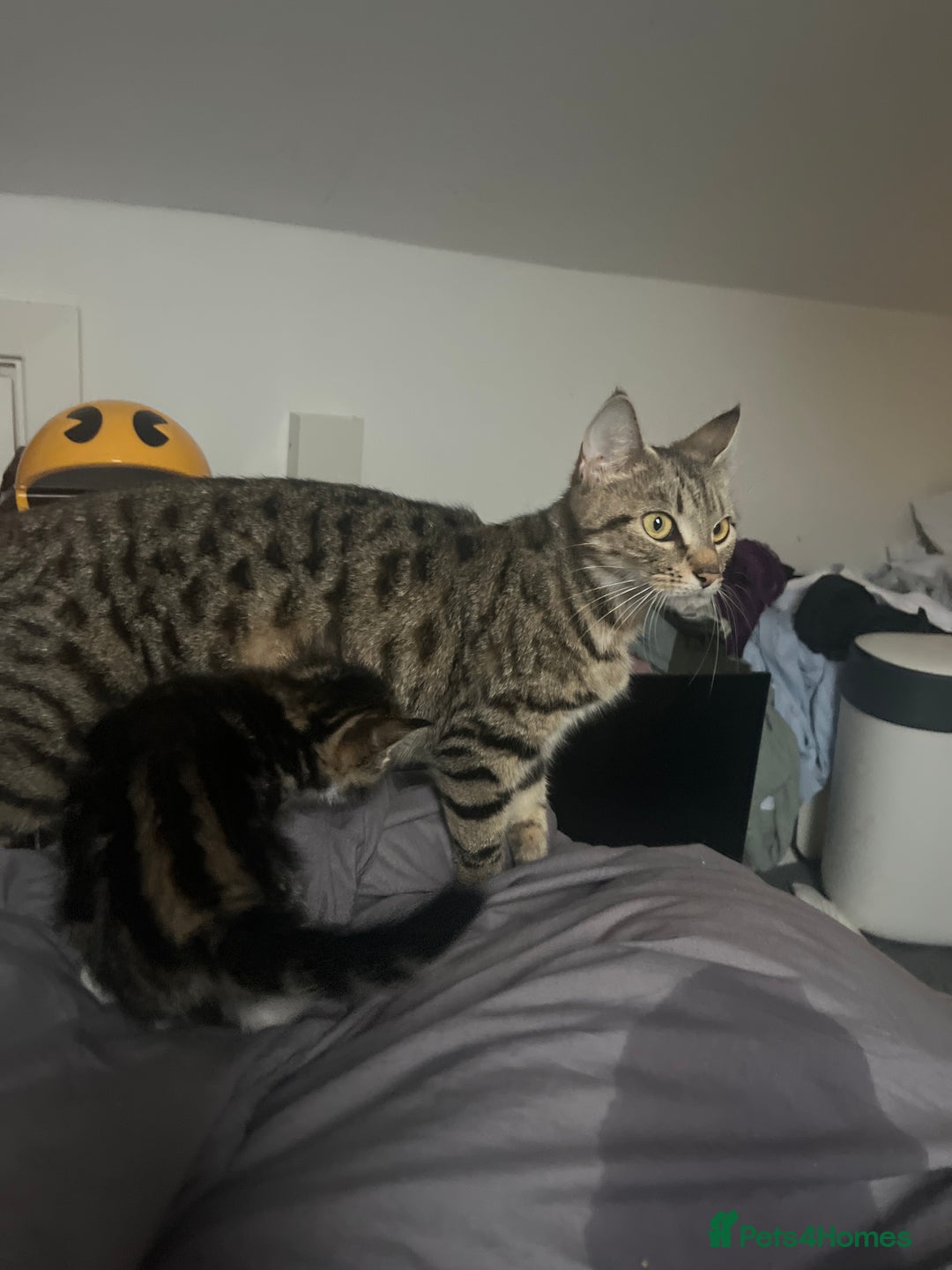 Bengal cats for sale: Bengal cross tabby girl kittens  - Advert 14
