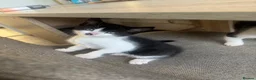 Mixed Breed cats for sale: 3 beautiful kittens ready for homes this weekend  in Liverpool - Advert 8