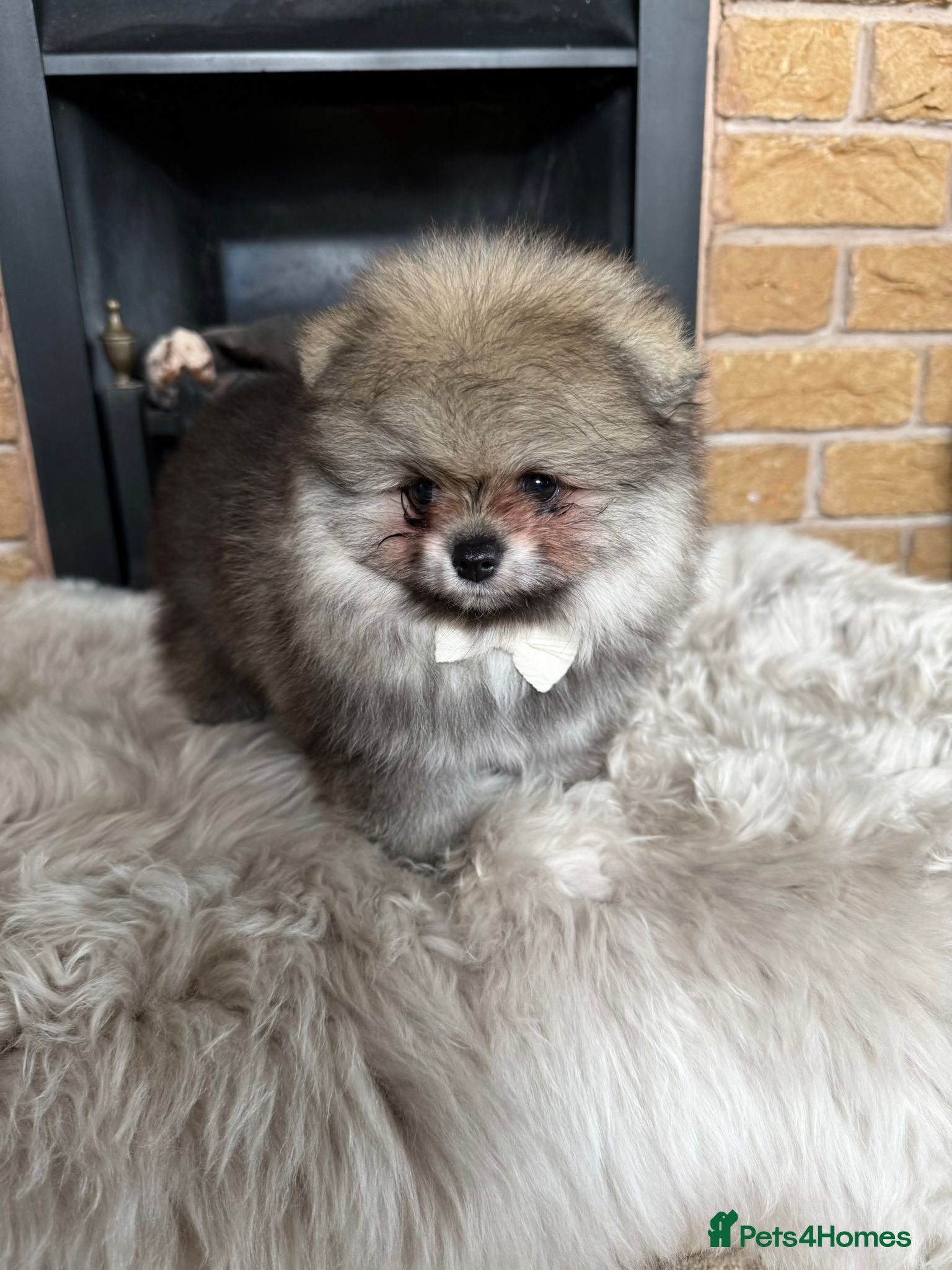 Pomeranian dogs ✨ Exclusive Teddy Bear Face Pomeranian Puppies ✨ - Advert 7