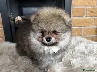 Pomeranian dogs ✨ Exclusive Teddy Bear Face Pomeranian Puppies ✨ - Advert 4