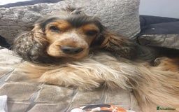 Cocker Spaniel dogs for sale: Stunning litter of Show Cocker Spaniel Puppies - Image 22