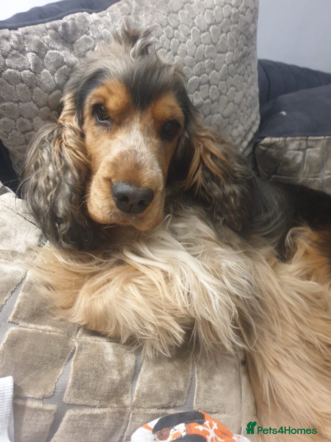 Cocker Spaniel dogs for sale: Stunning litter of Show Cocker Spaniel Puppies - Image 22