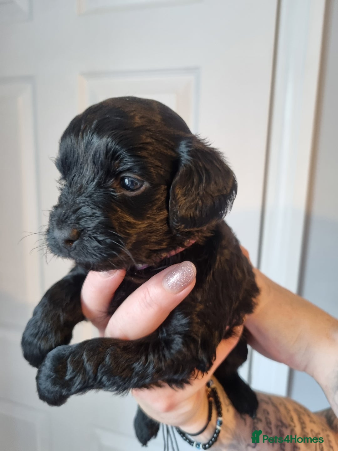 Cockapoo dogs for sale: Toy f1b - Image 9