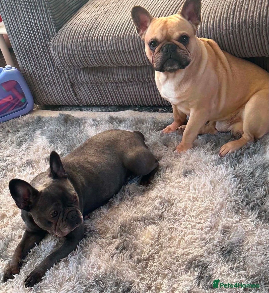 French Bulldog dogs for sale: Adorable French bulldog puppies 2 LEFT 💕 in Belper - Advert 7