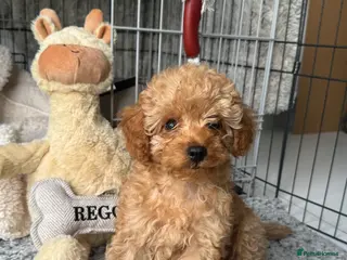 Cockapoo dogs Cavapoo F1 male Apricot - Advert 6