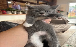 British Shorthair cats for sale: Two girls  - Image 4