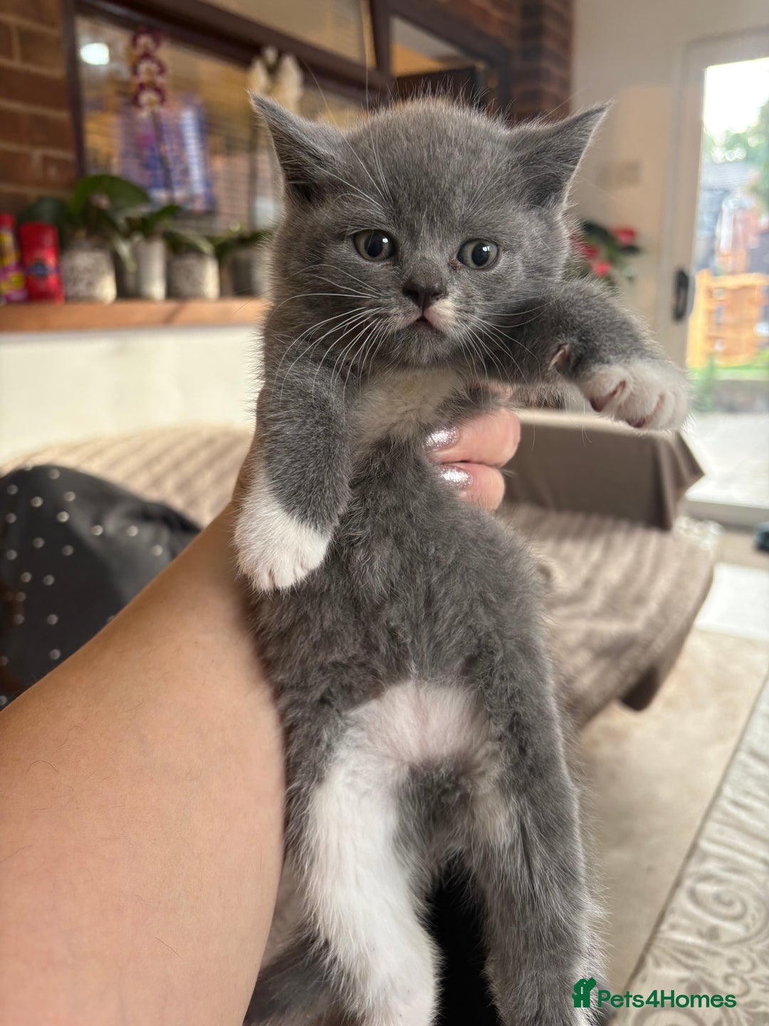 British Shorthair cats for sale: Two girls  - Image 4