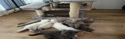 Scottish Fold cats for sale: Scottish fold and strait kittens - Advert 21