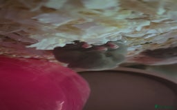 Hamster rodents for sale: Baby syrian hamsters  - Image 1
