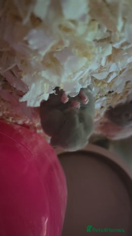 Hamster rodents - Advert 4