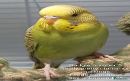 Budgerigars birds for sale: Superb home bred beautifully coloured baby budgies - Image 11