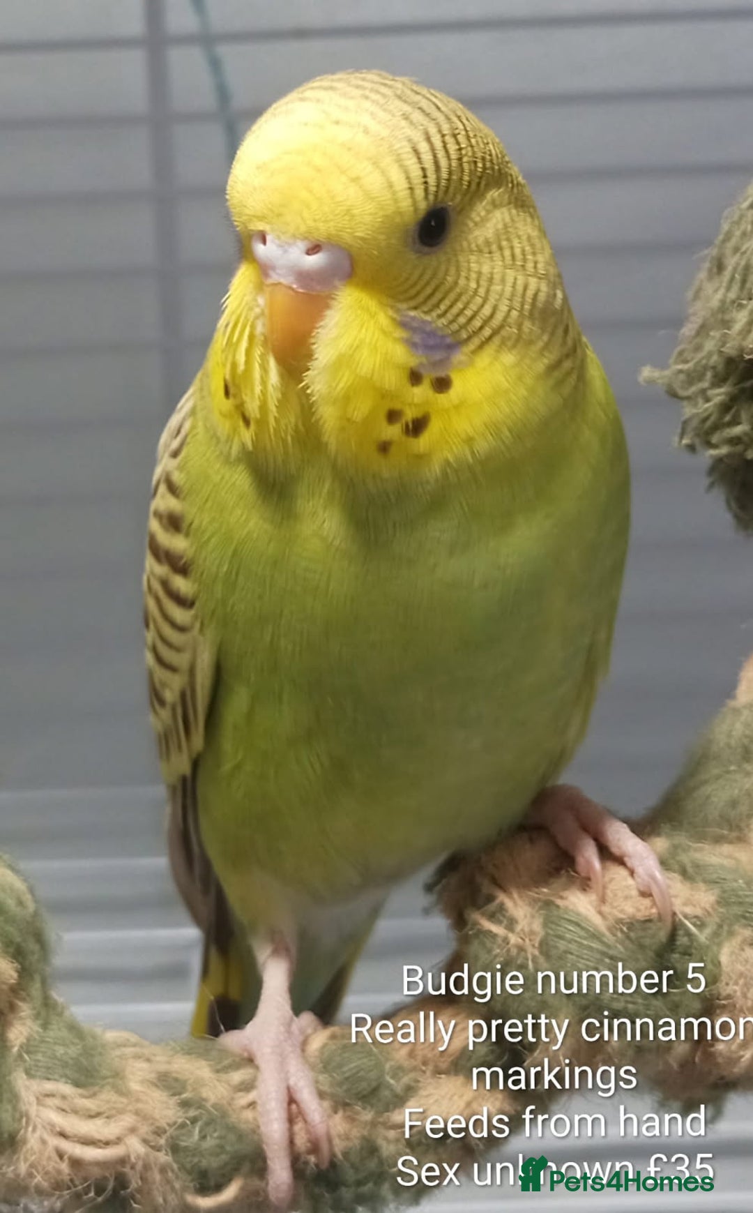 Budgerigars birds for sale: Superb home bred beautifully coloured baby budgies - Image 11