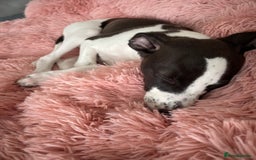 Whippet dogs for sale: KC Registered Whippet Puppies - Image 16